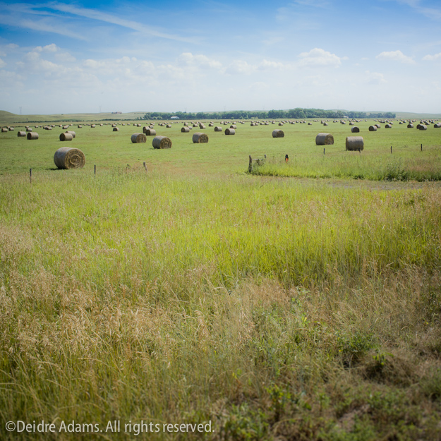 Eastern Plains with hayrolls - Deidre Adams